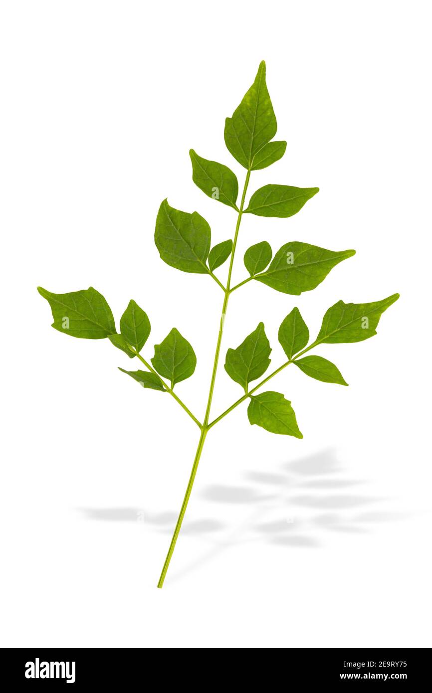 Petite branche de feuilles vertes, feuille de plante de l'arbre isolée sur fond blanc pour la décoration publicitaire Banque D'Images
