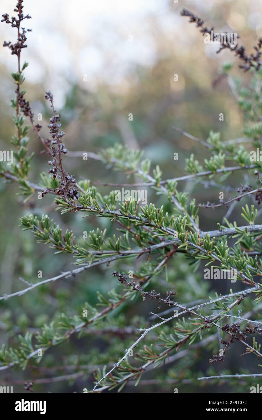 Feuilles d'aiguilles linéaires vertes, Chamise, Adenostoma fasciculatum,  Rosaceae, arbuste indigène dans le parc national de Topanga, montagnes de  Santa Monica, hiver Photo Stock - Alamy