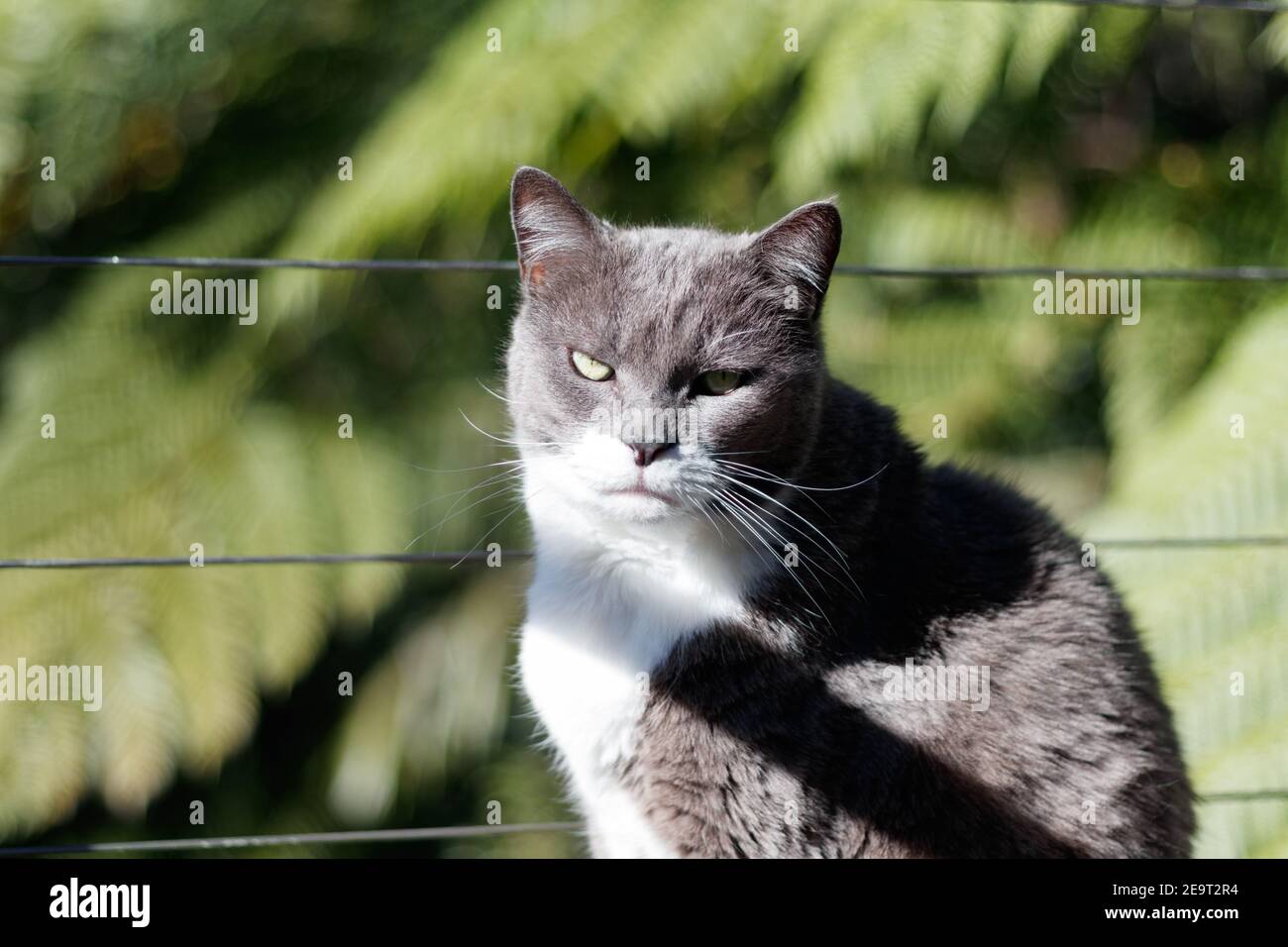 Tuxedo gris Shorthair chat domestique avec fond vert, foyer sélectif Banque D'Images