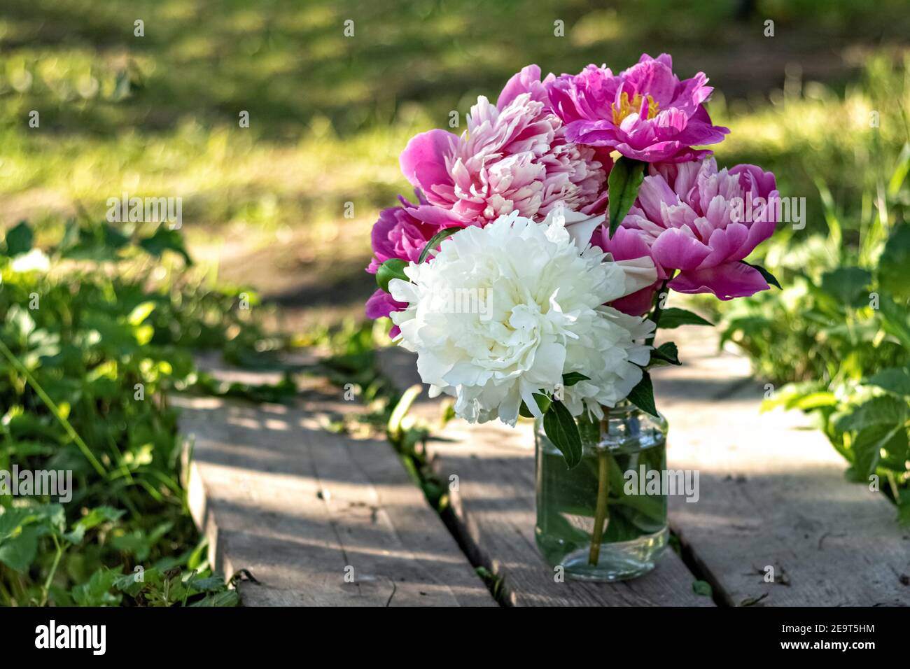 Un bouquet de grandes pivoines blanches et roses dans un pot en verre sur un pont en bois dans le jardin. Floraison. Banque D'Images