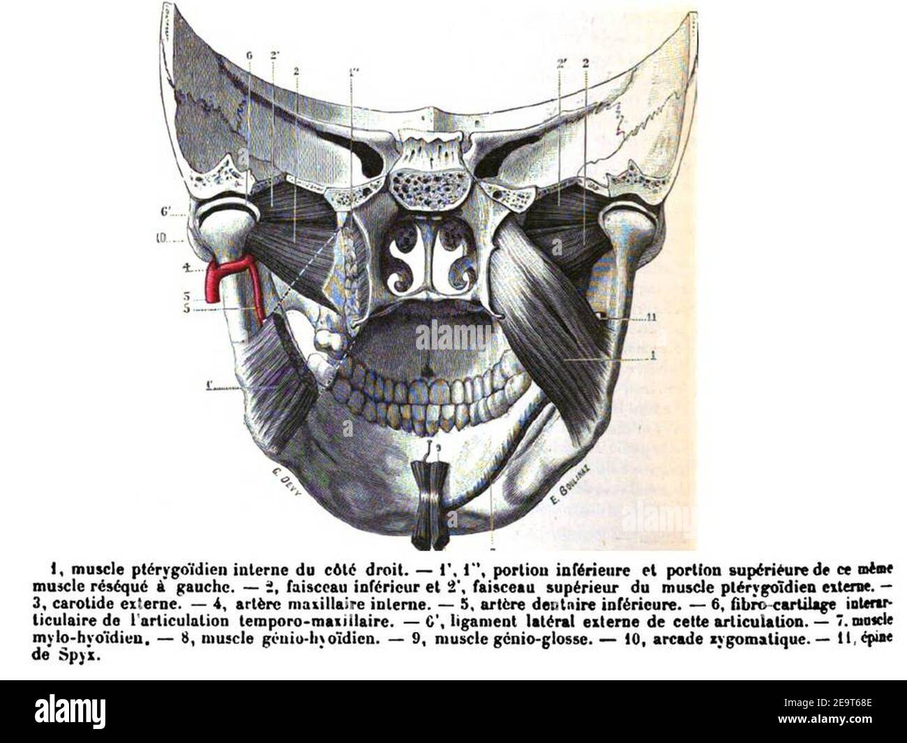 Muscoli ptérigoidei. Banque D'Images