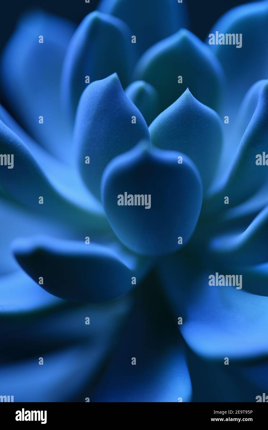 Plante succulente en bleu macro de gros plan Banque D'Images