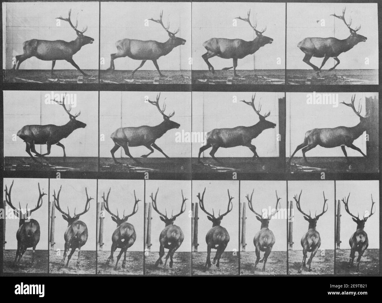 Muybridge, Eadlaund - Elch in unregelmäßigem Galopp (0.51 Sekunden) Banque D'Images