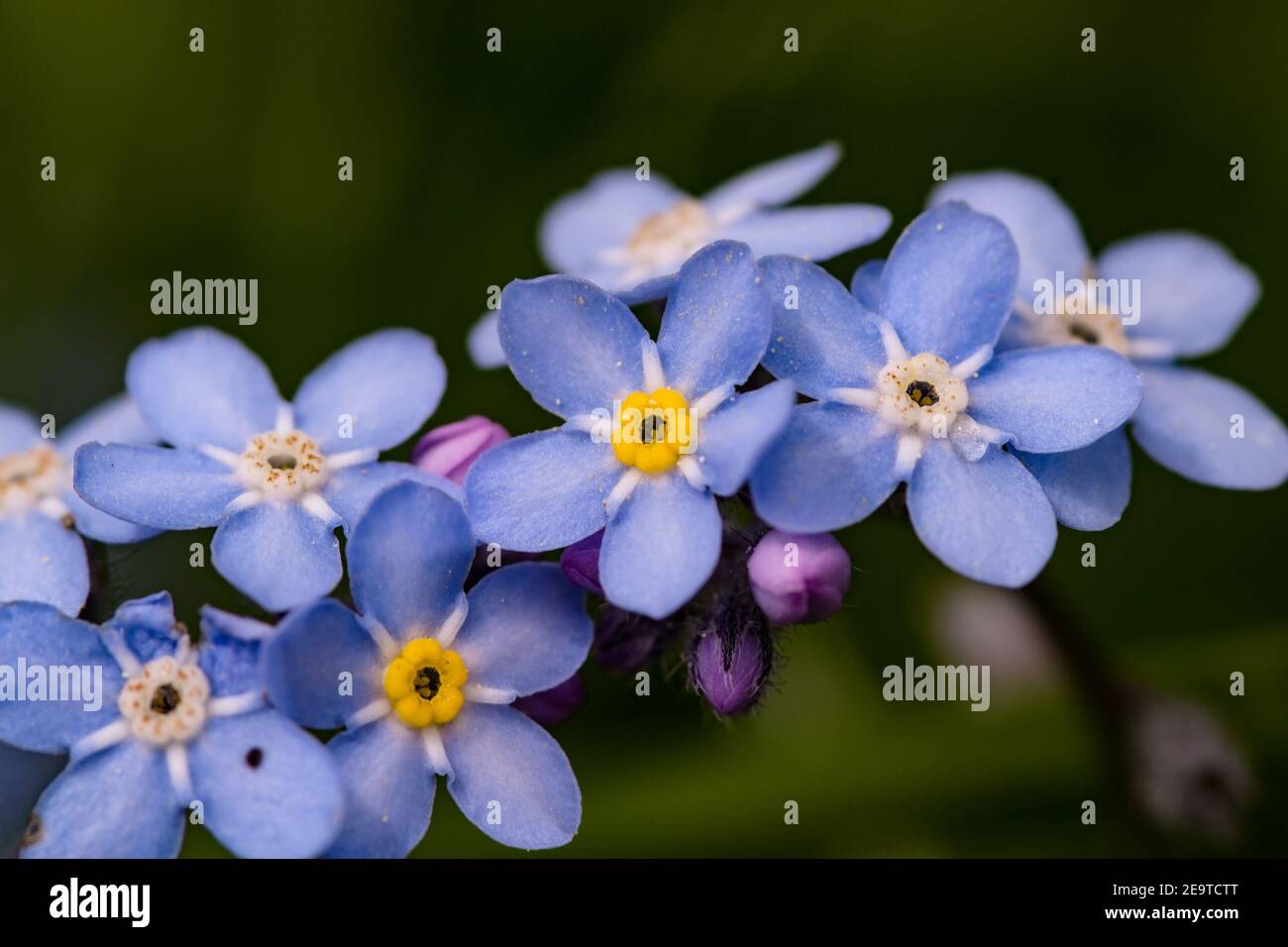 macro d'un forget me pas (myosotis) en floraison sur un pré de montagne au printemps Banque D'Images