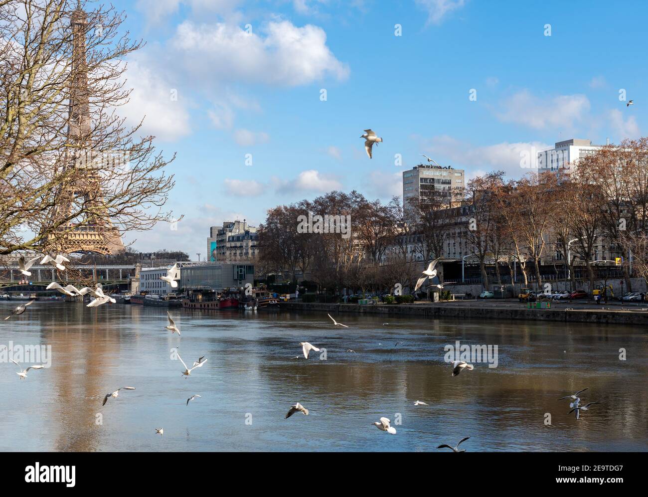 Vol de mouettes au-dessus de la Seine à Paris, France Banque D'Images