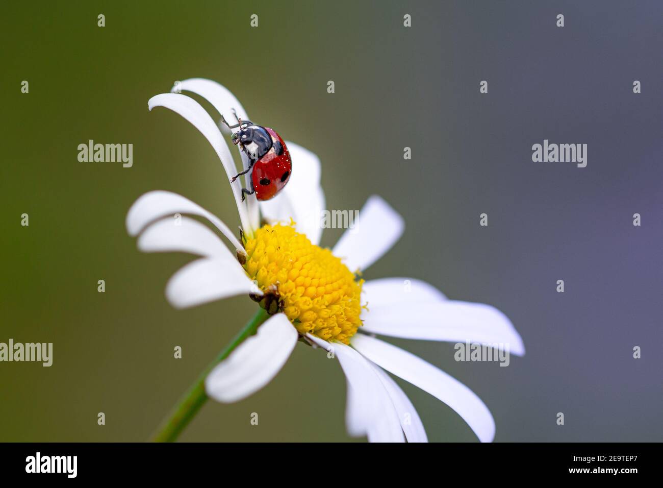 gros plan d'un coccinella (coccinella) sur un pétale d'une fleur de marguerite (leucanthemum) dans un pré de montagne en été; macro colorée avec espace de copie Banque D'Images