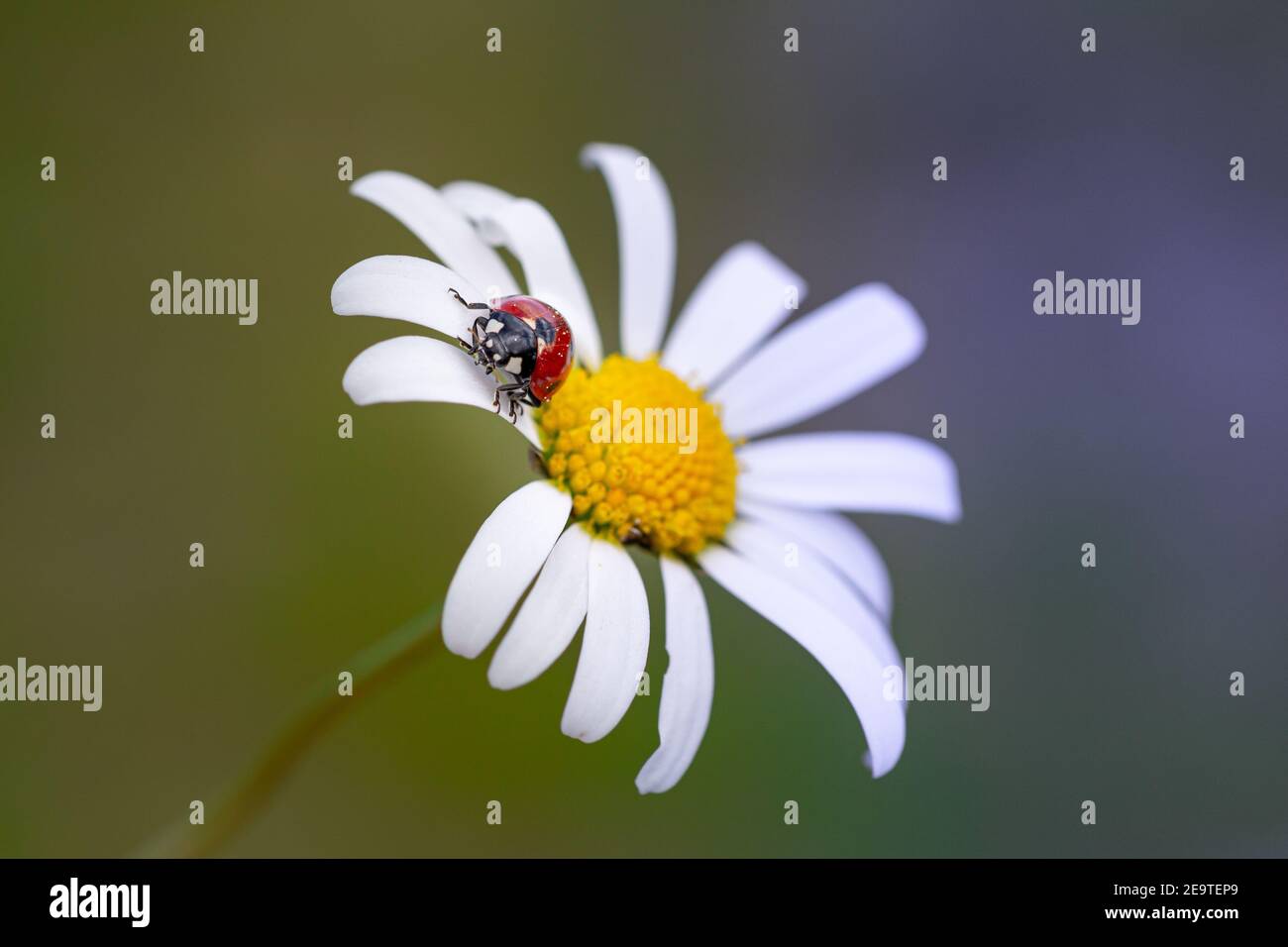 gros plan d'un coccinella (coccinella) sur un pétale d'une fleur de marguerite (leucanthemum) dans un pré de montagne en été; macro colorée avec espace de copie Banque D'Images