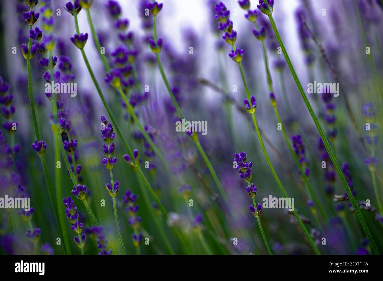 Champ de fleurs de lavande, Lavandula angustifolia, Lavandula officinalis  (gros plan / gros plan) - couleur violet foncé (papier peint Photo Stock -  Alamy