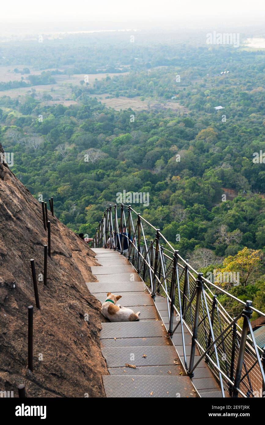 Chien assis sur l'escalier de Lion's Rock au Sri Lanka Banque D'Images