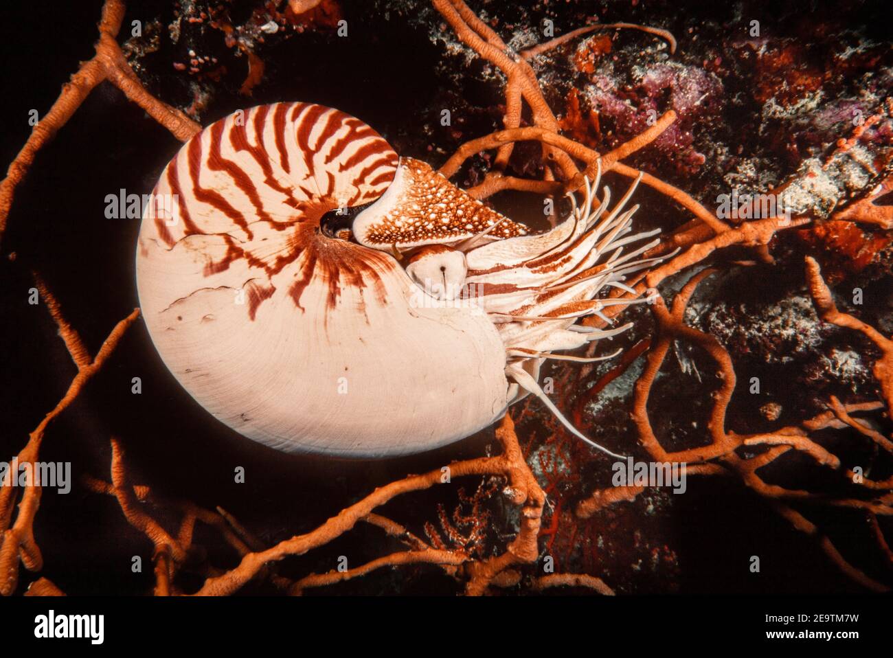 Le nautilus chambered des Palaos, Nautilus belauensis, se trouve principalement dans les Carolines occidentales comme son nom le suggère. Ces nautilus sont des sca très mobiles Banque D'Images