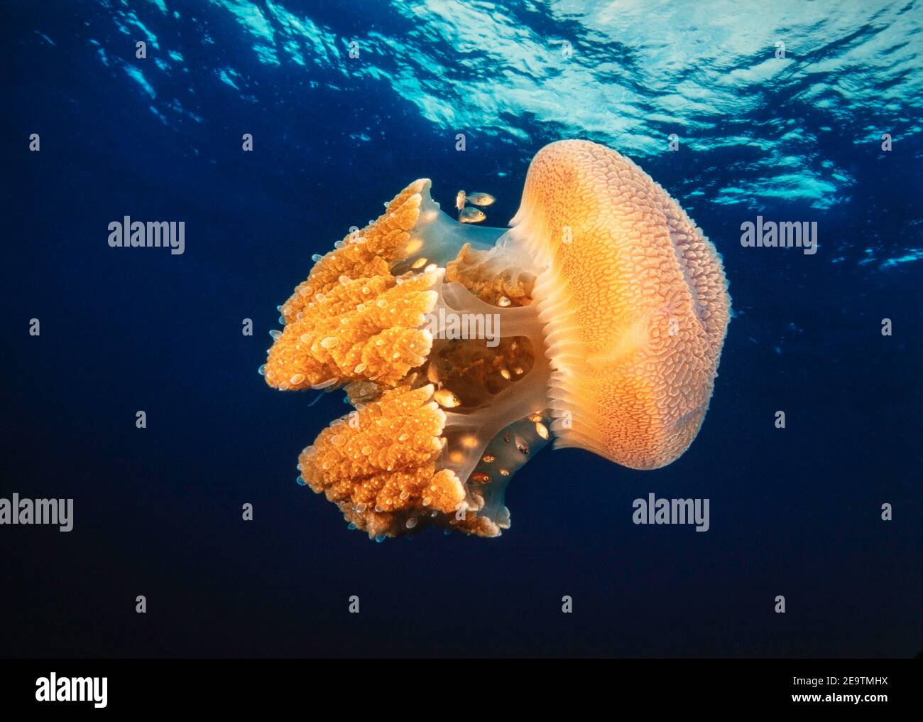 Cette méduse rhizostome, Thysanostoma thysanura, abrite des mackarels juvéniles, dans la mer d'Andaman, en Thaïlande. Ce méduse est également connu sous le nom de mosaïque Banque D'Images
