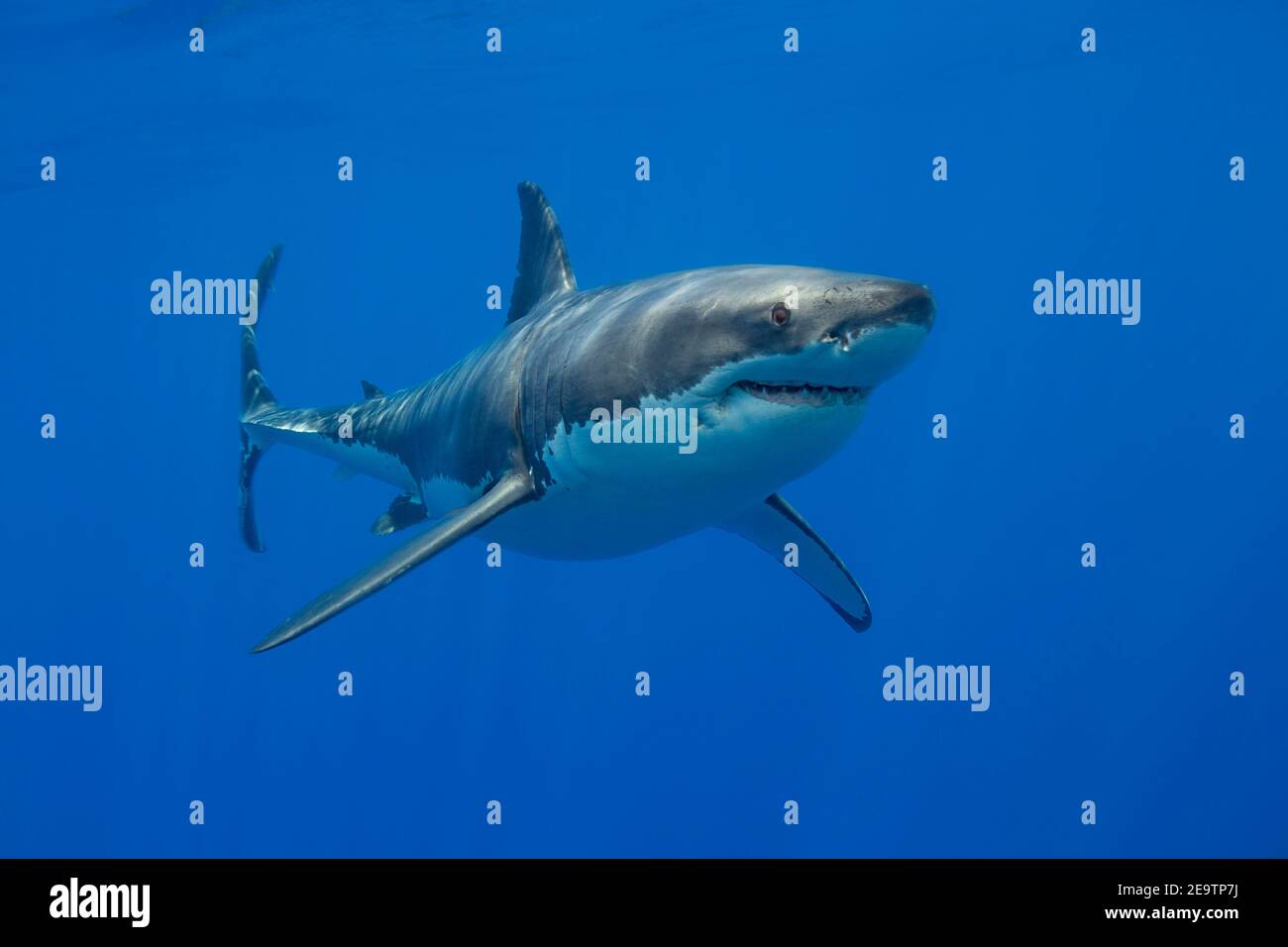 Ce grand requin blanc, Carcharodon carcharias, a été photographié au large de l'île de Guadalupe, au Mexique. Banque D'Images