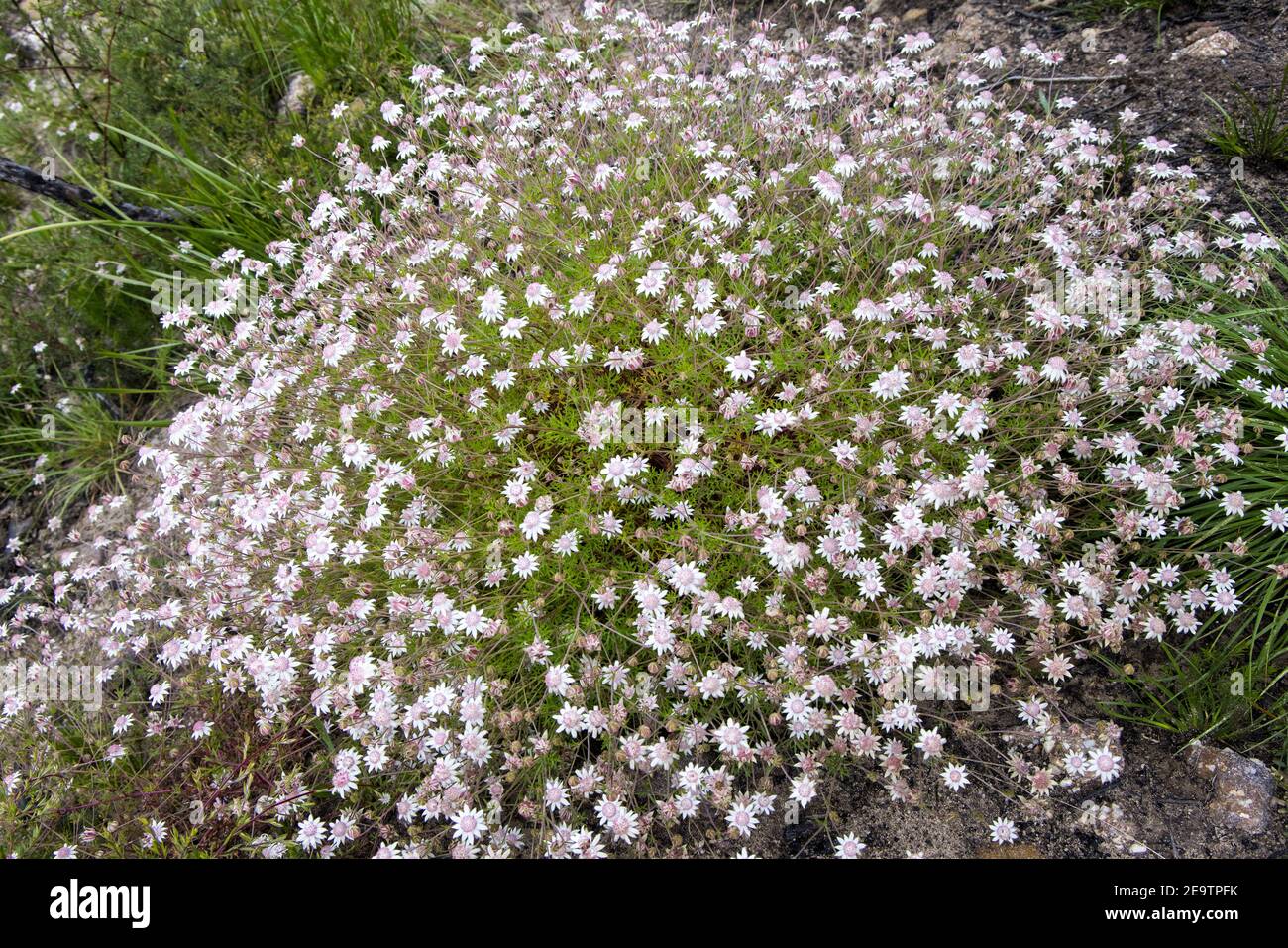 Fleurs rares de flanelle rose fleurissent après 2020 feux de brousse dans l'est Australie Banque D'Images