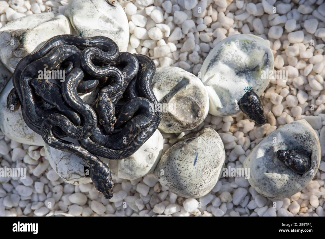 Incubation et éclosion de pythons de diamant à pain captifs Banque D'Images