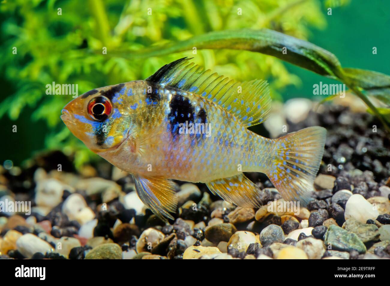 Le bélier bleu, Mikrogeophagus ramirezi, est une espèce de poissons d'eau douce endémique du bassin de l'Orinoco, dans les savanes du Venezuela et de la Colombie Banque D'Images