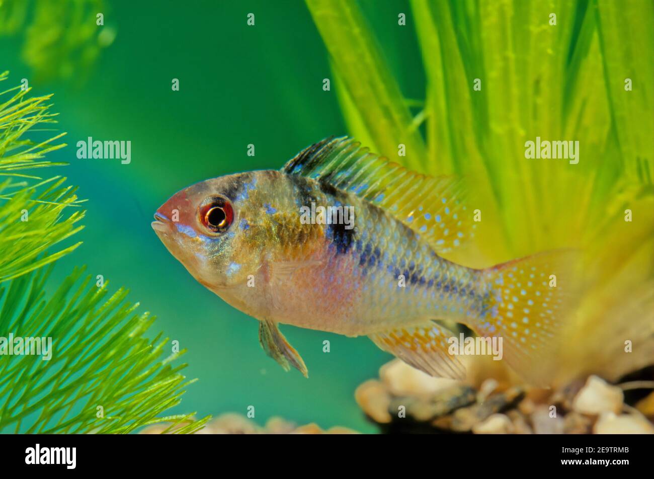 Le bélier bleu, Mikrogeophagus ramirezi, est une espèce de poissons d'eau douce endémique du bassin de l'Orinoco, dans les savanes du Venezuela et de la Colombie Banque D'Images