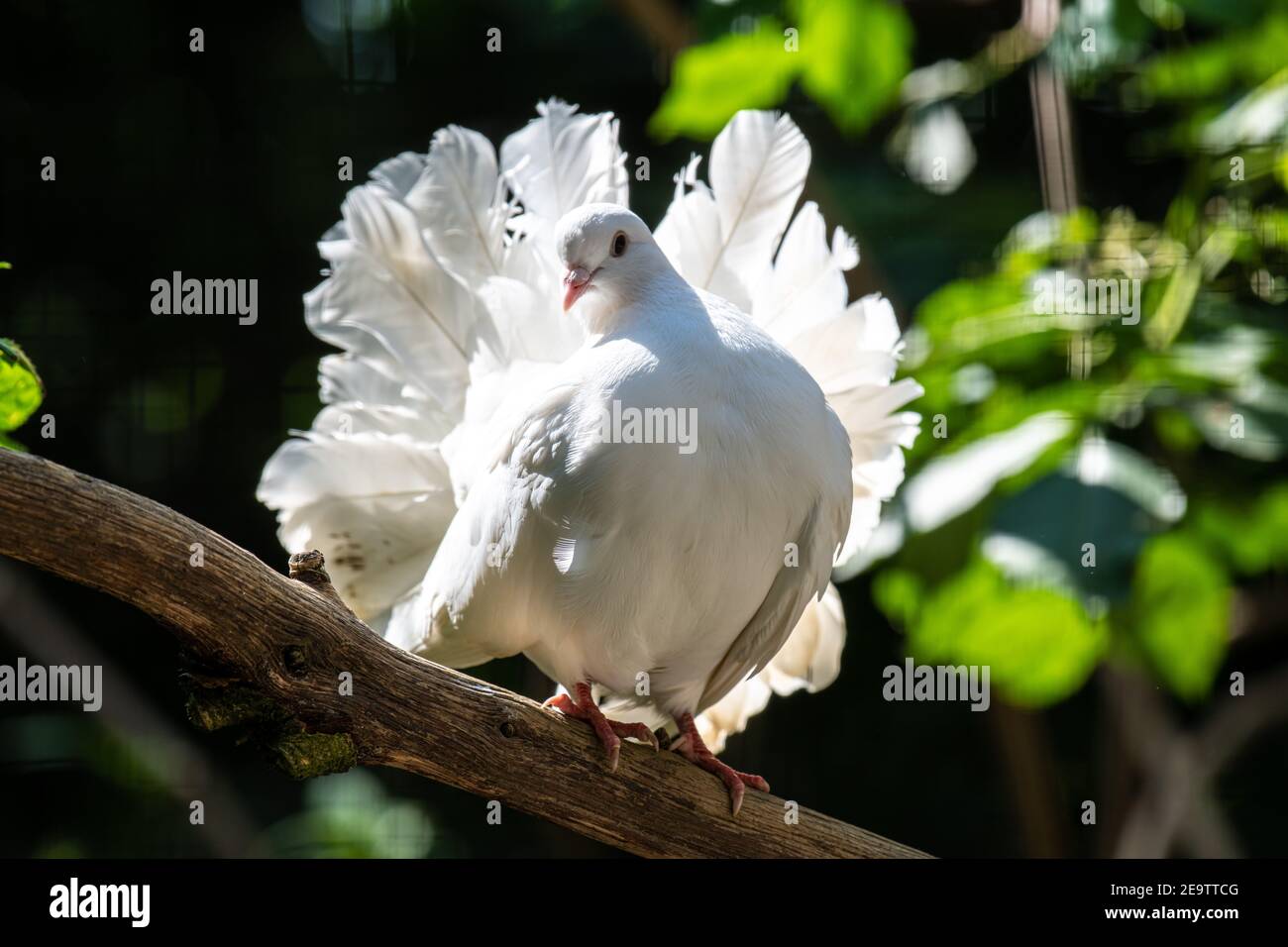 La colombe de la paix se trouve sur une branche dans un arbre Banque D'Images
