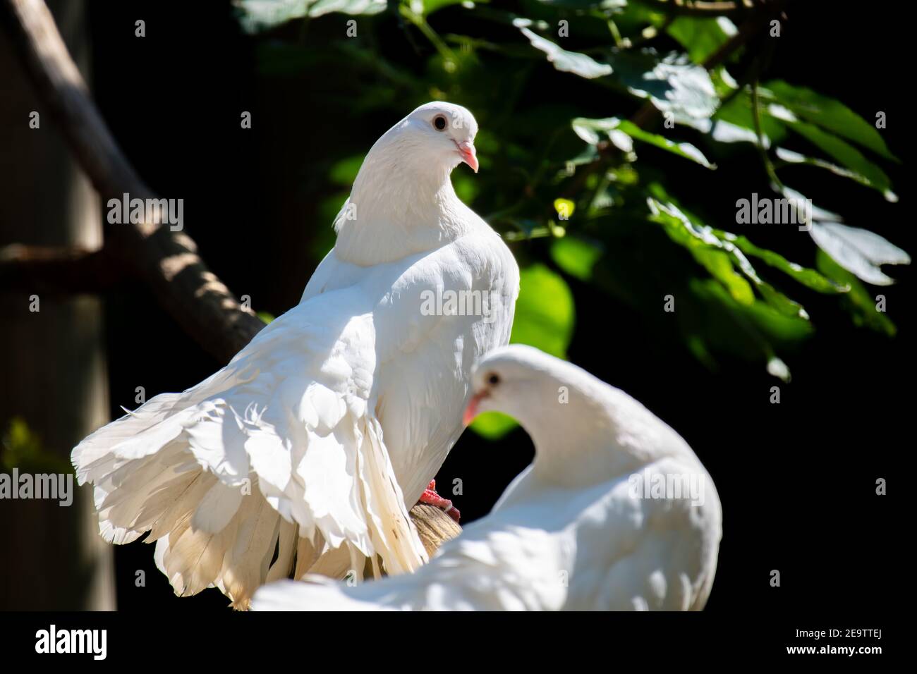 La colombe de la paix se trouve sur une branche dans un arbre Banque D'Images