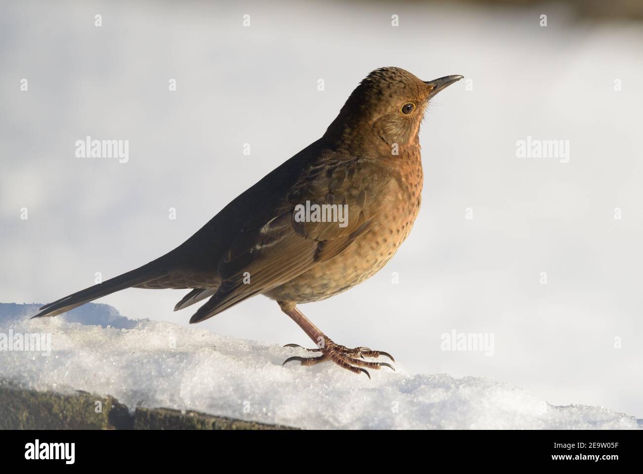 Femelle Blackbird dans la neige à droite 003 Banque D'Images