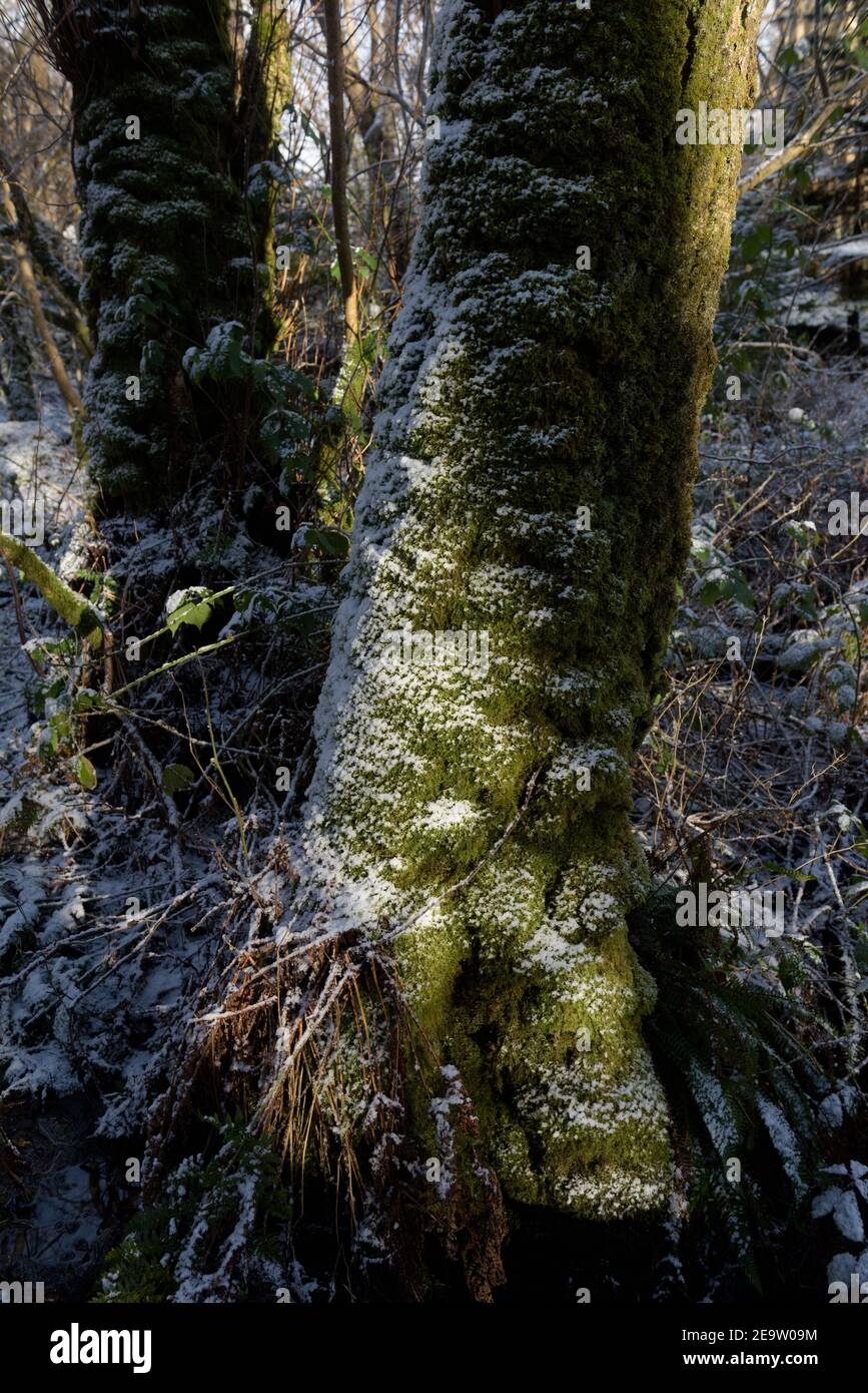 Tronc d'arbre recouvert de mousse en hiver Banque D'Images