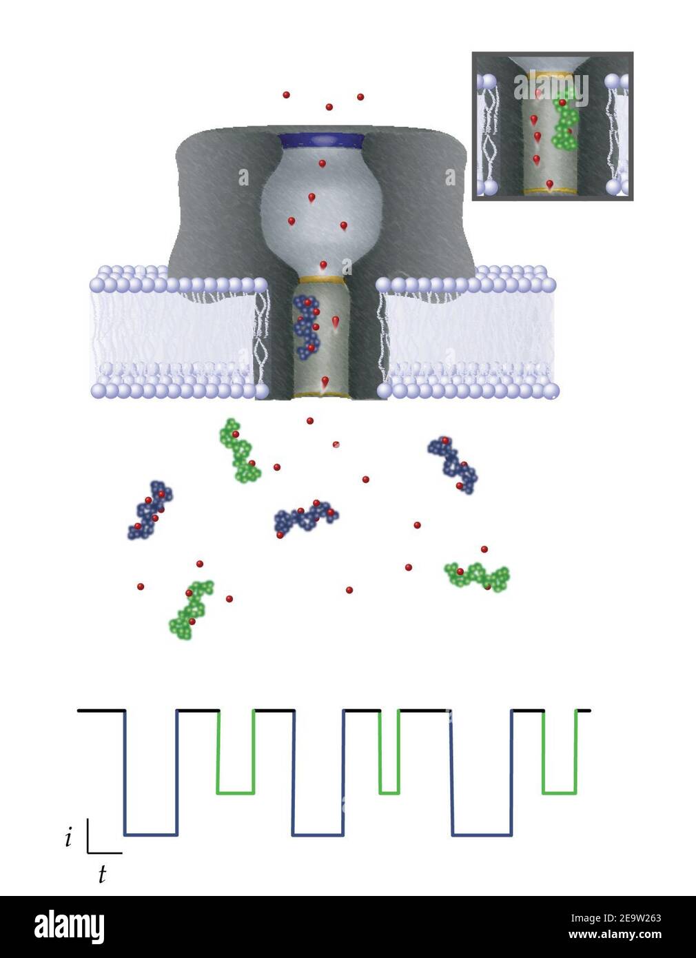 Spectrométrie de masse à une molécule à base de Nanopore (5884864158). Banque D'Images