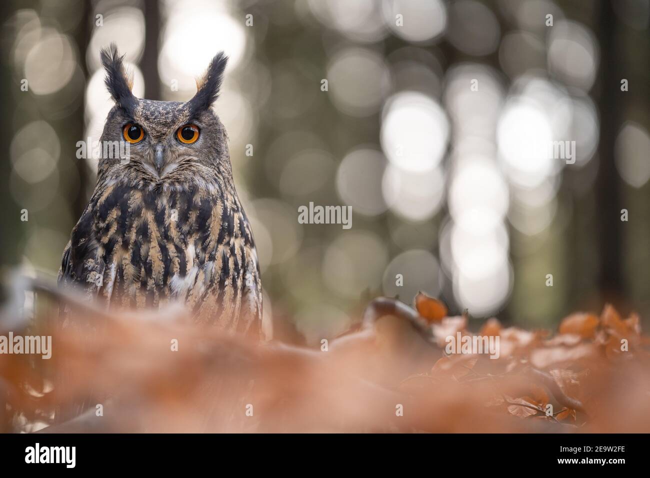 Hibou-aigle eurasien caché derrière la branche d'arbre avec des feuilles d'orange et un bokeh de beauté avec des cercles. Banque D'Images