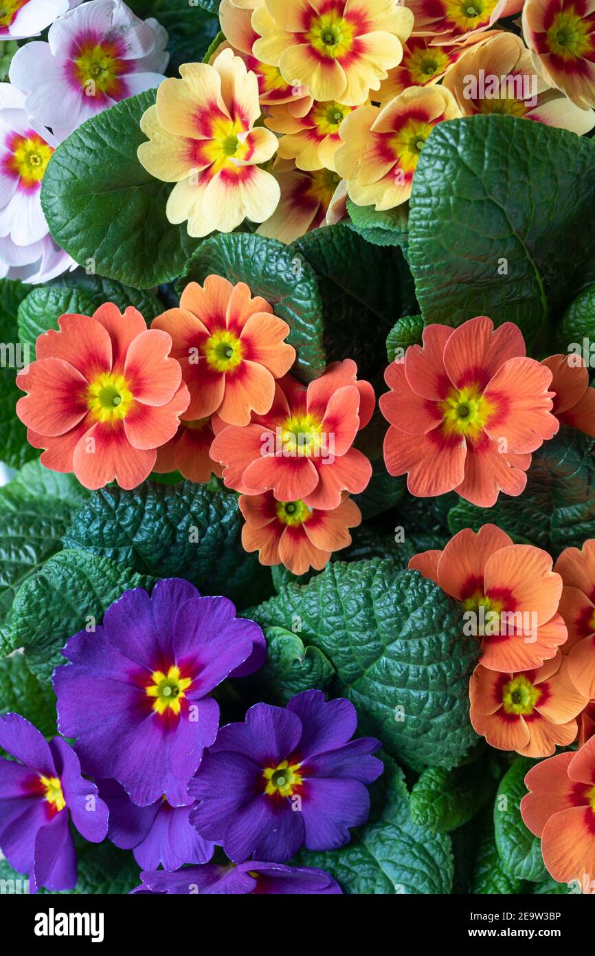 Gros plan de Primrose bicolore / Primula vulgaris 'Ringo Star' floraison au printemps, Royaume-Uni Banque D'Images