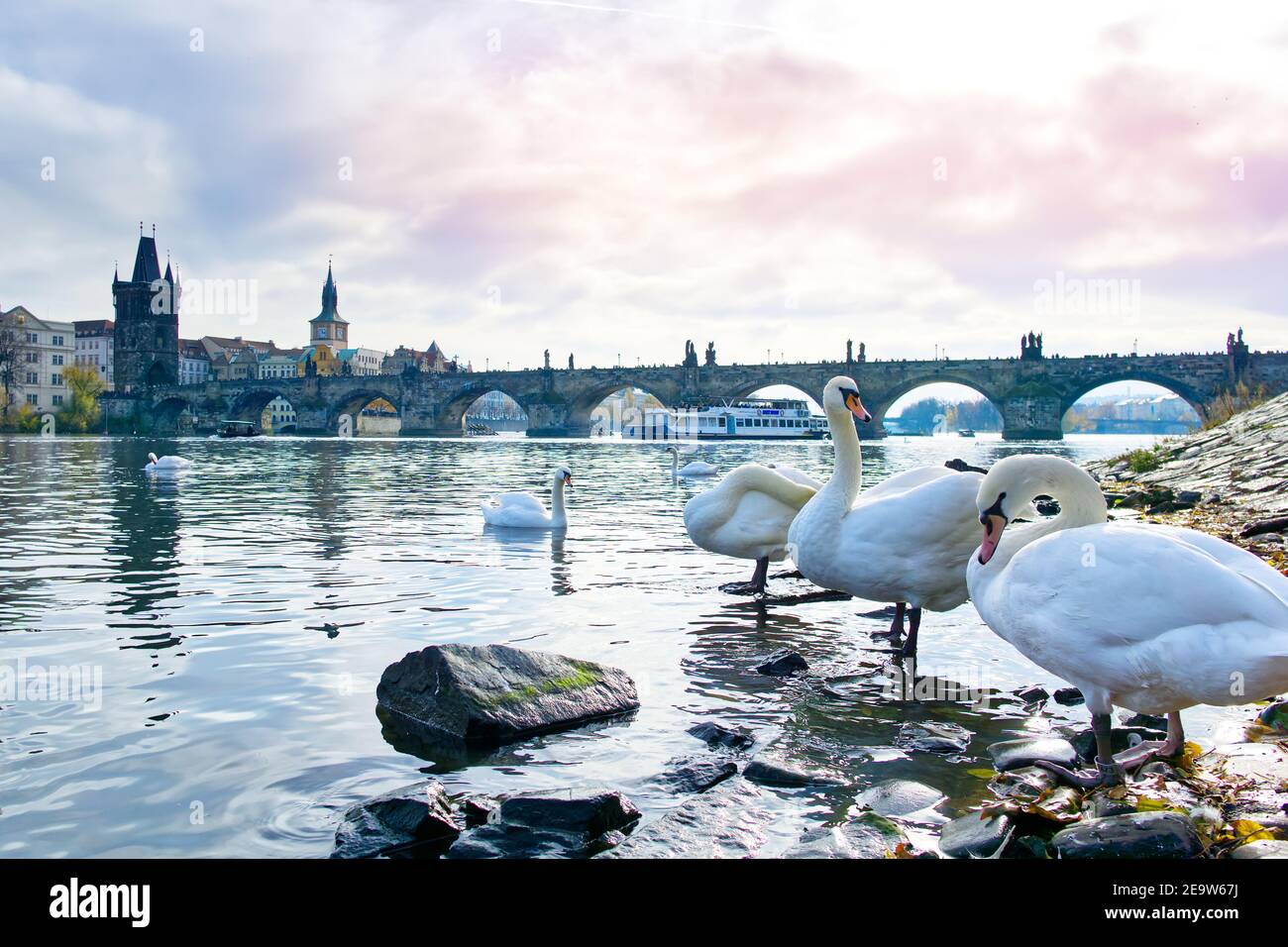 Des cygnes flottent sur la Vltava, Prague, république tchèque Banque D'Images