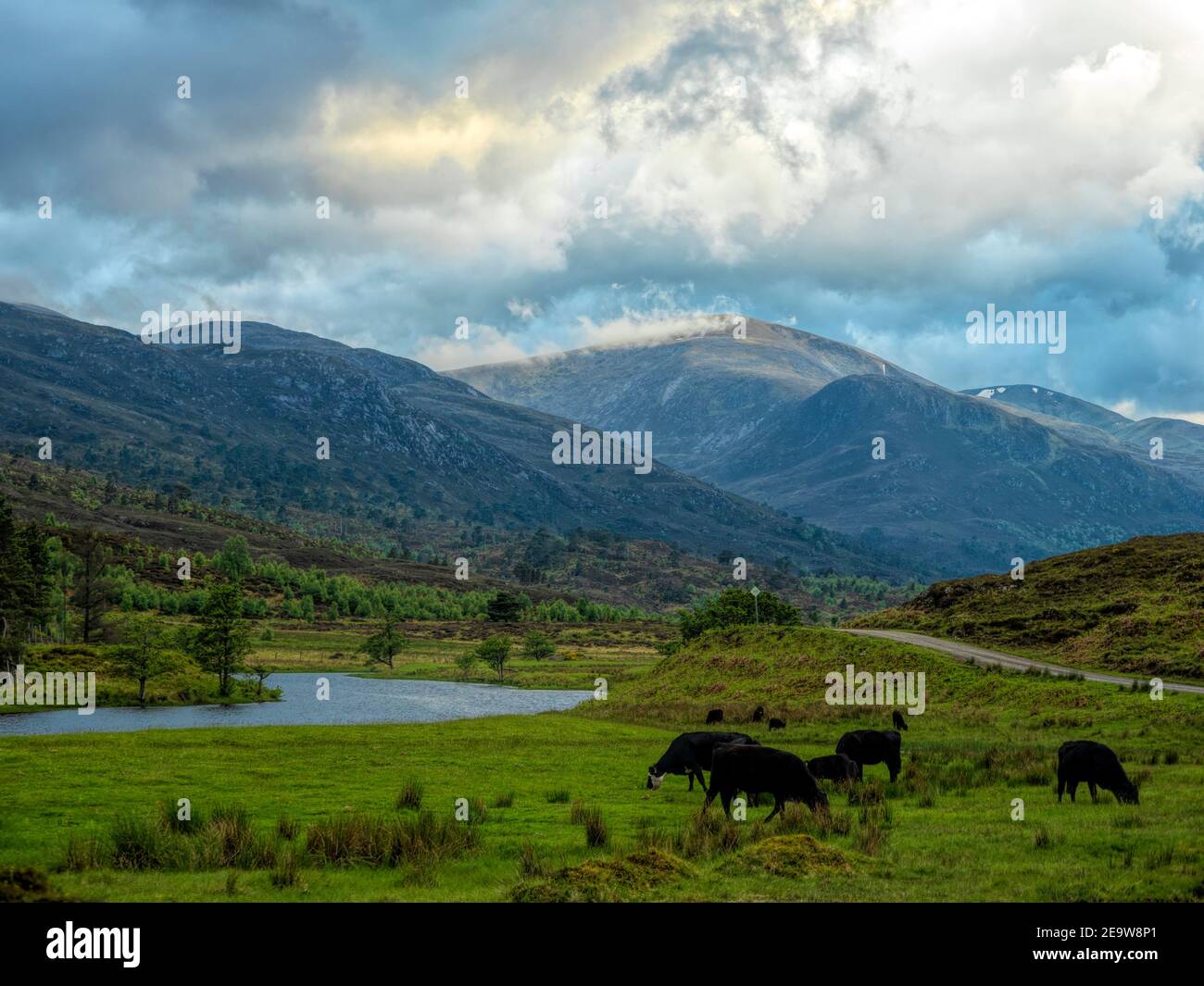 Élevage de bovins Aberdeen Angus à Glen Strathfarrar, en Écosse Banque D'Images