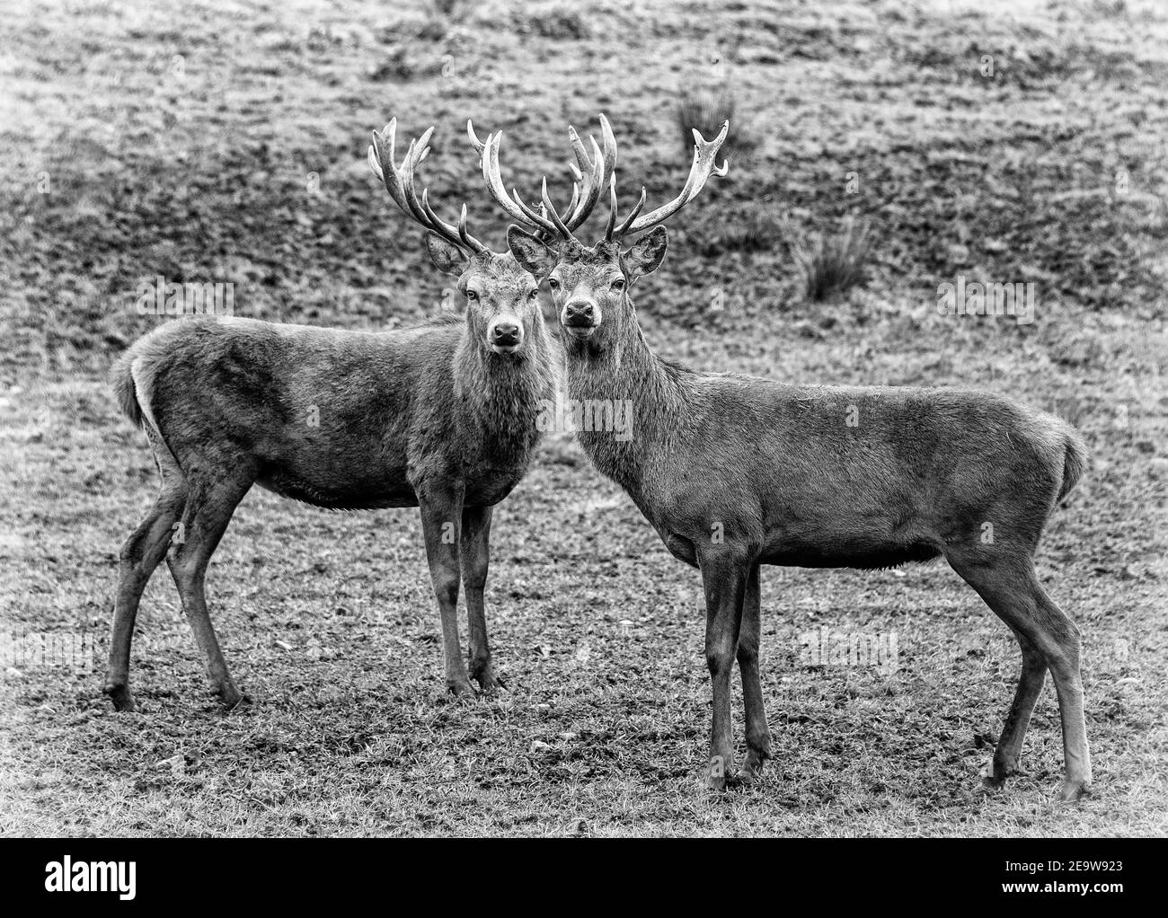 Red Deer Stags, Écosse, Royaume-Uni Banque D'Images