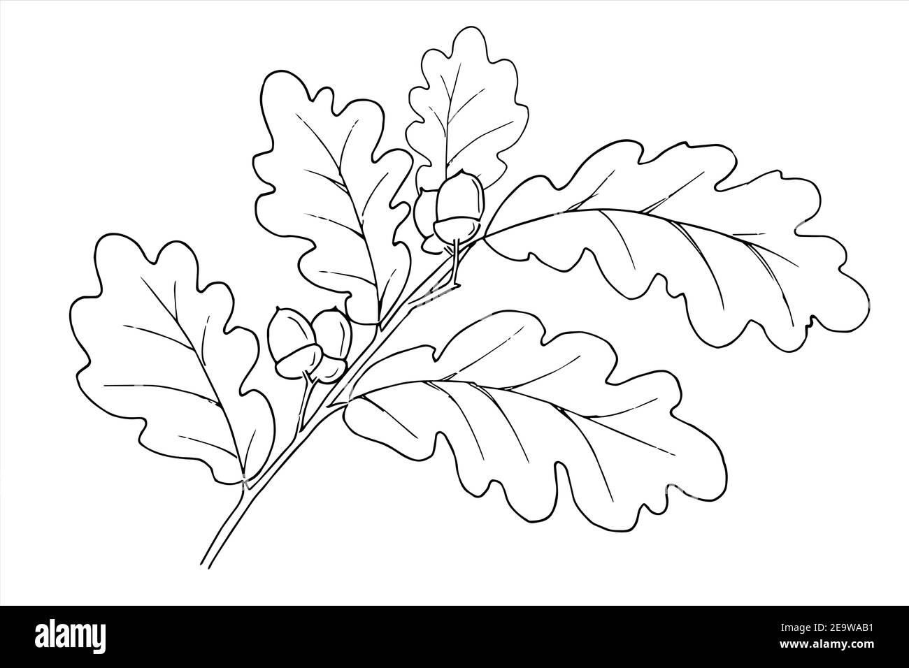 Illustration isolée de la branche de chêne en style Doodle. Page de livre de coloriage des feuilles d'automne. Esquisser les éléments végétaux du dessin à la main. Illustration de Vecteur