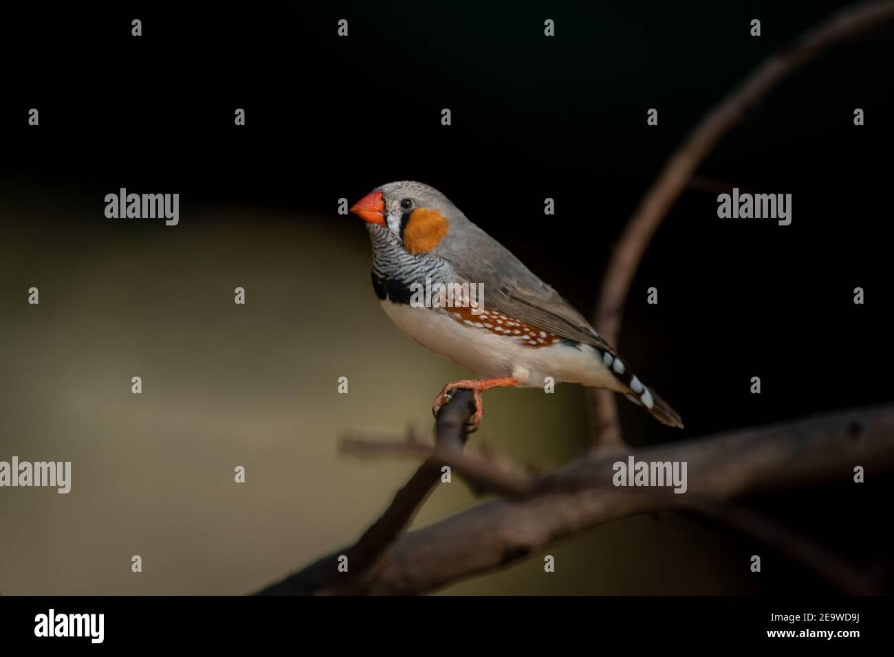 Zèbre mâle finch sur branche avec lumière de chat Banque D'Images