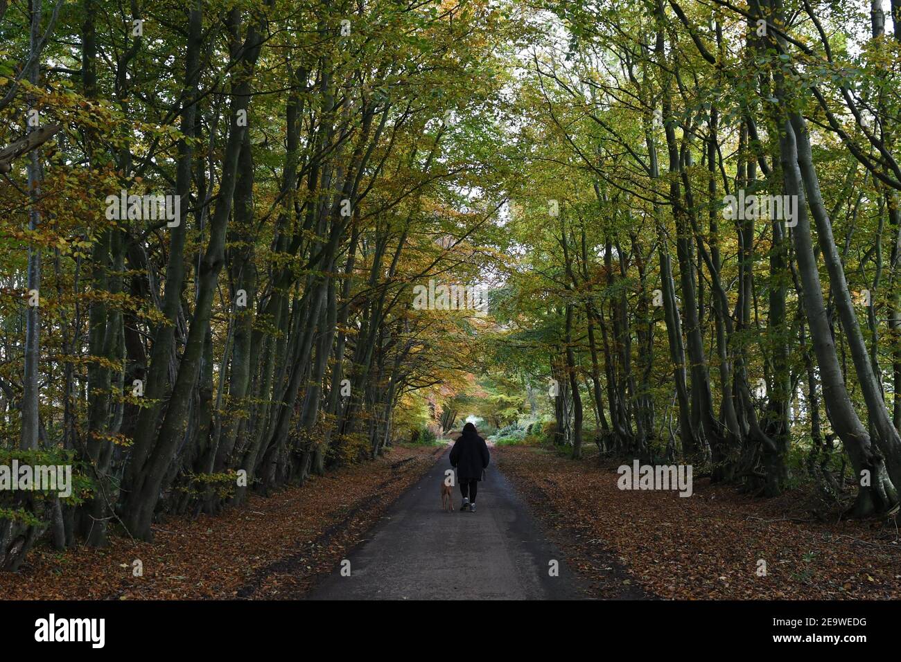 Promenade en crabe à l'automne, Écosse Banque D'Images