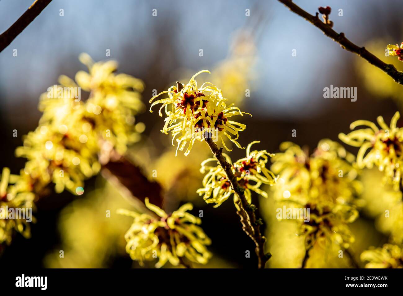 Un gros plan de fleurs de noisette jaune de sorcière Banque D'Images