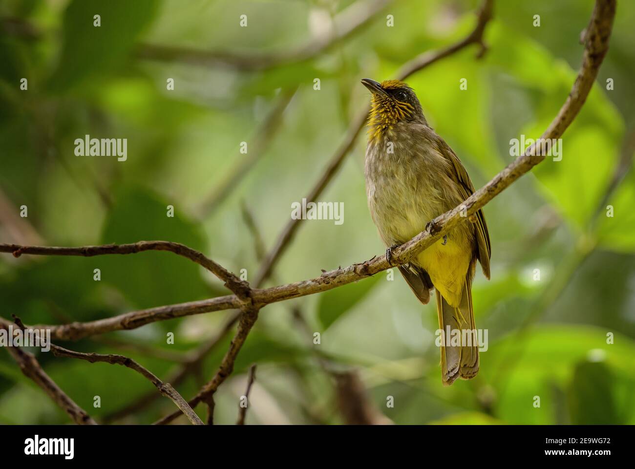 Bulbul rayé - Pycnonotus finlaysoni, magnifique oiseau timide provenant de forêts et de forêts asiatiques, Thaïlande. Banque D'Images