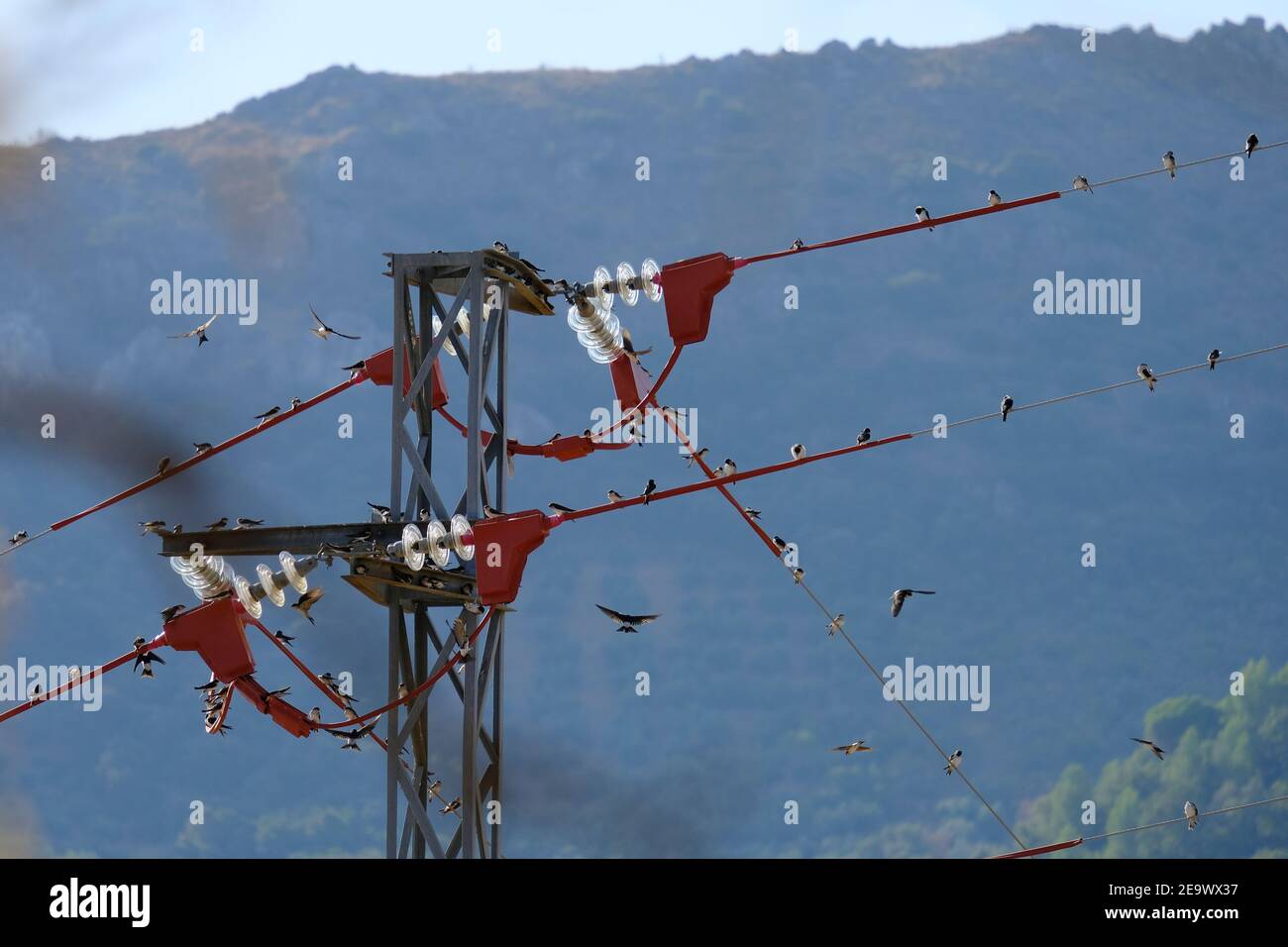 Les essaims se reposant en grand nombre sur des lignes électriques dans le sud de l'Espagne sur leur longue migration vers l'Afrique du Sud. Sierras Subbeticas, Andalousie, Espagne. Banque D'Images