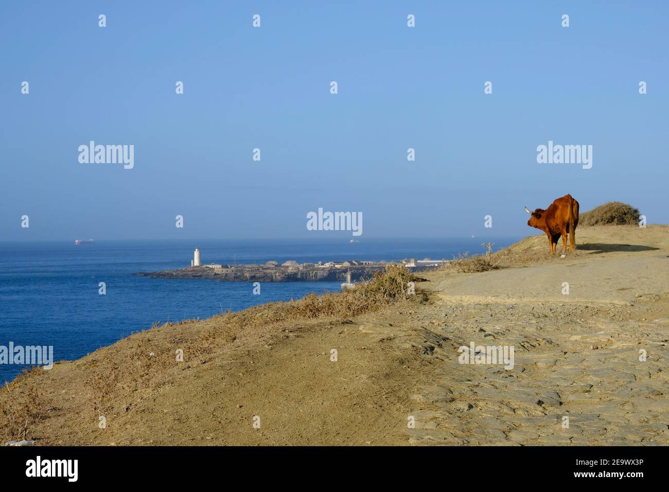 Bétail sauvage paître sur un point élevé au-dessus du port de Tarifa, Tarifa, province de Cadix, Andalousie, Espagne Banque D'Images