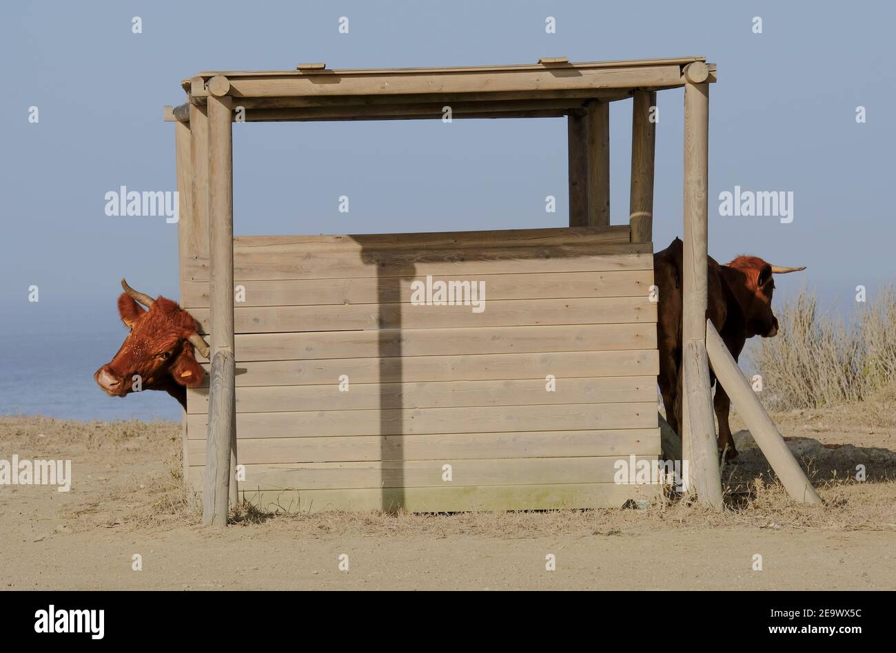 Deux vaches en poses comiques dans un abri en bois ouvert sur un point élevé de pâturage sauvage au-dessus de Tarifa, province de Cadix, Andalousie, Espagne Banque D'Images