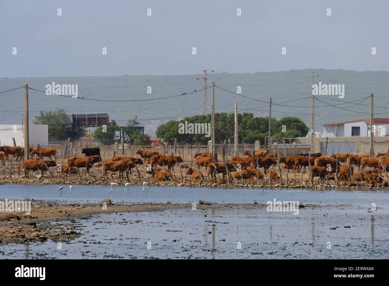 Ferme de bétail sur le bord de Barbate saltpans, province de Cadix, Andalousie, Espagne Banque D'Images