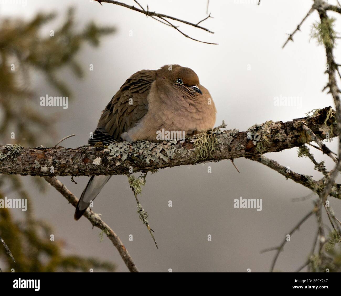 Vue rapprochée de Dove en deuil perchée avec un plumage de plumes puffy et un arrière-plan flou dans son environnement et son habitat. Image. Image, Portrait. Banque D'Images