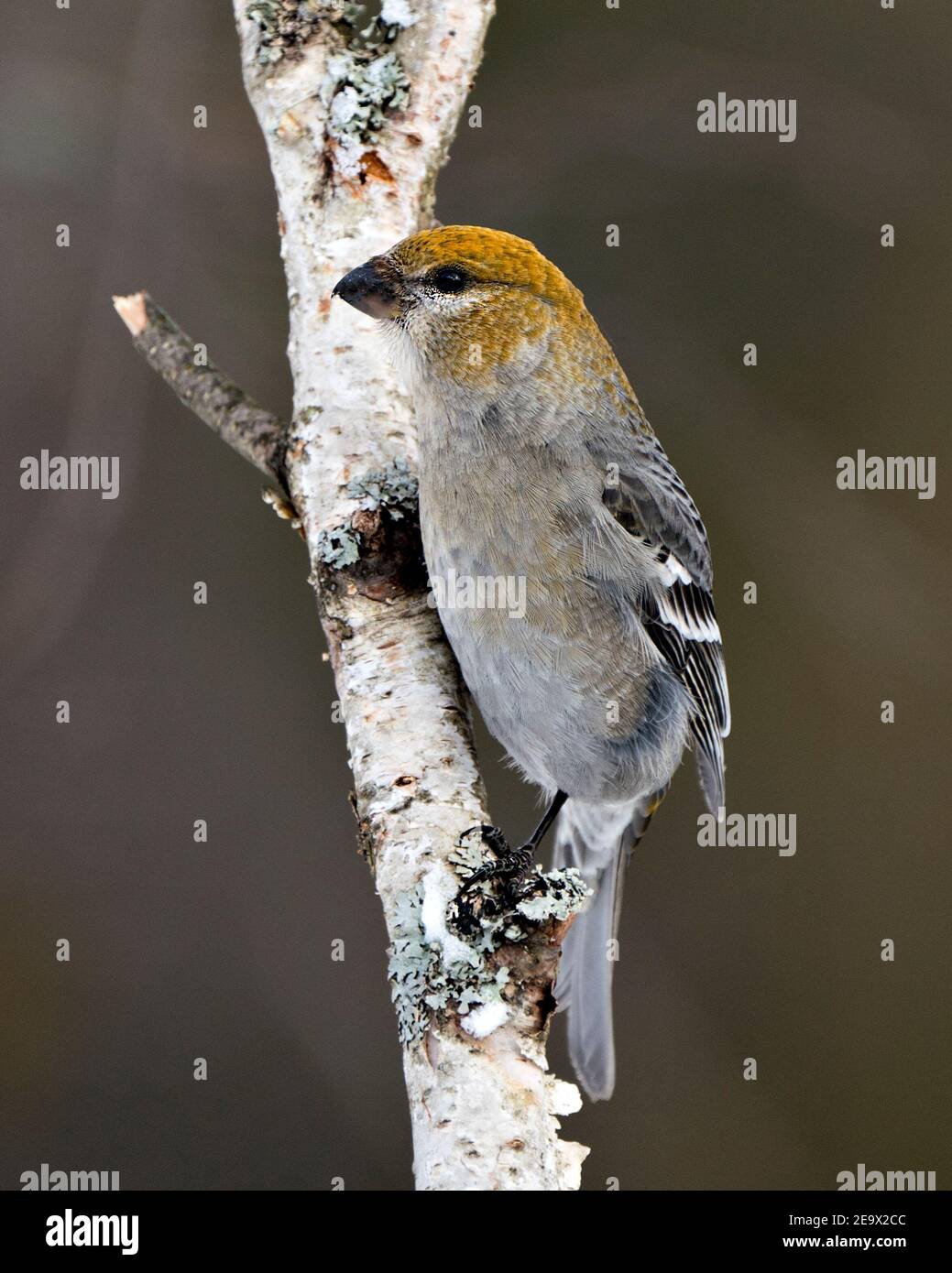 Vue en gros plan de Pine Grosbeak, perchée avec un arrière-plan flou dans son environnement et son habitat. Image. Image. Portrait. Photo. Banque D'Images