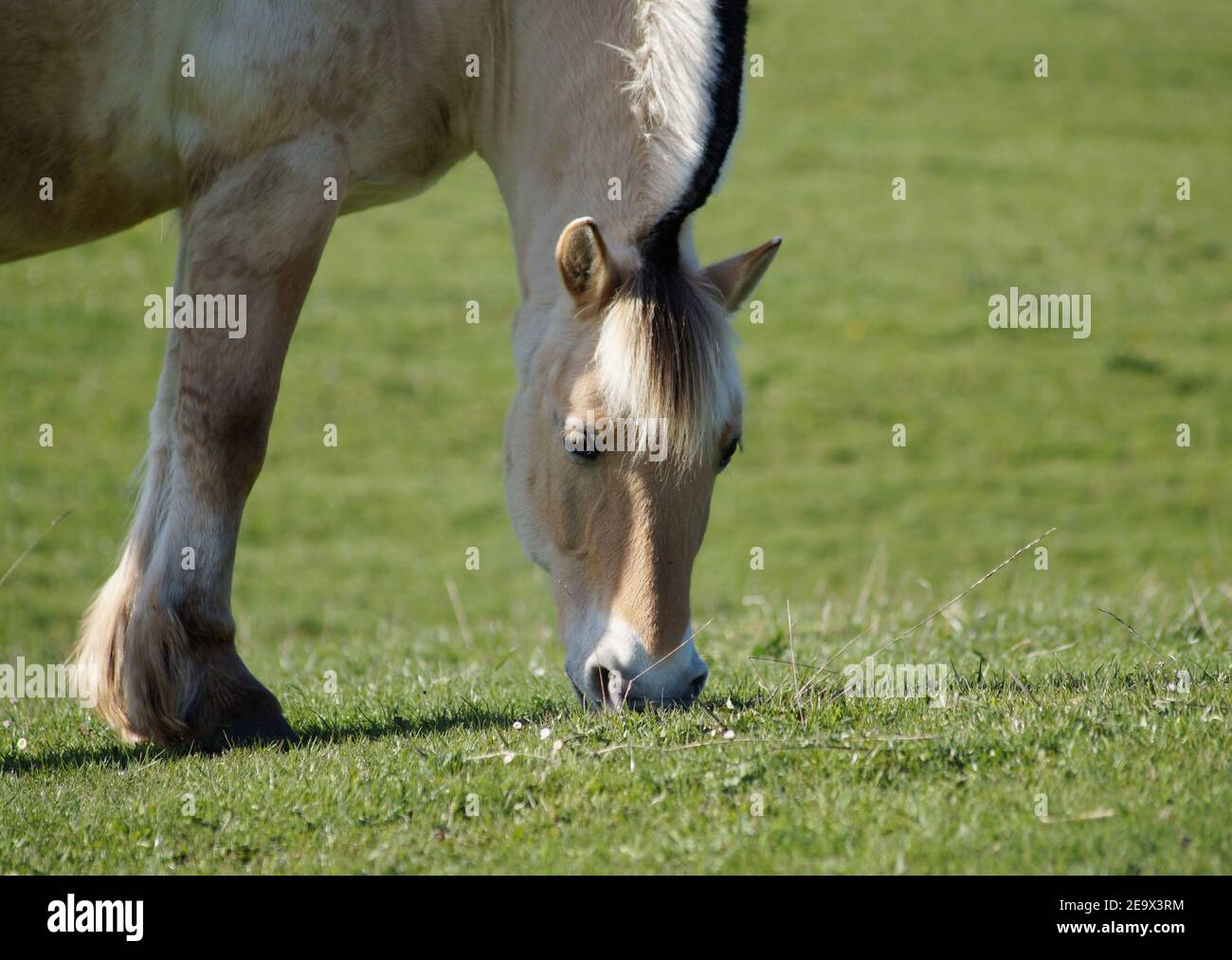 Tête de fjord norvégien de cheval paître sur la prairie Banque D'Images