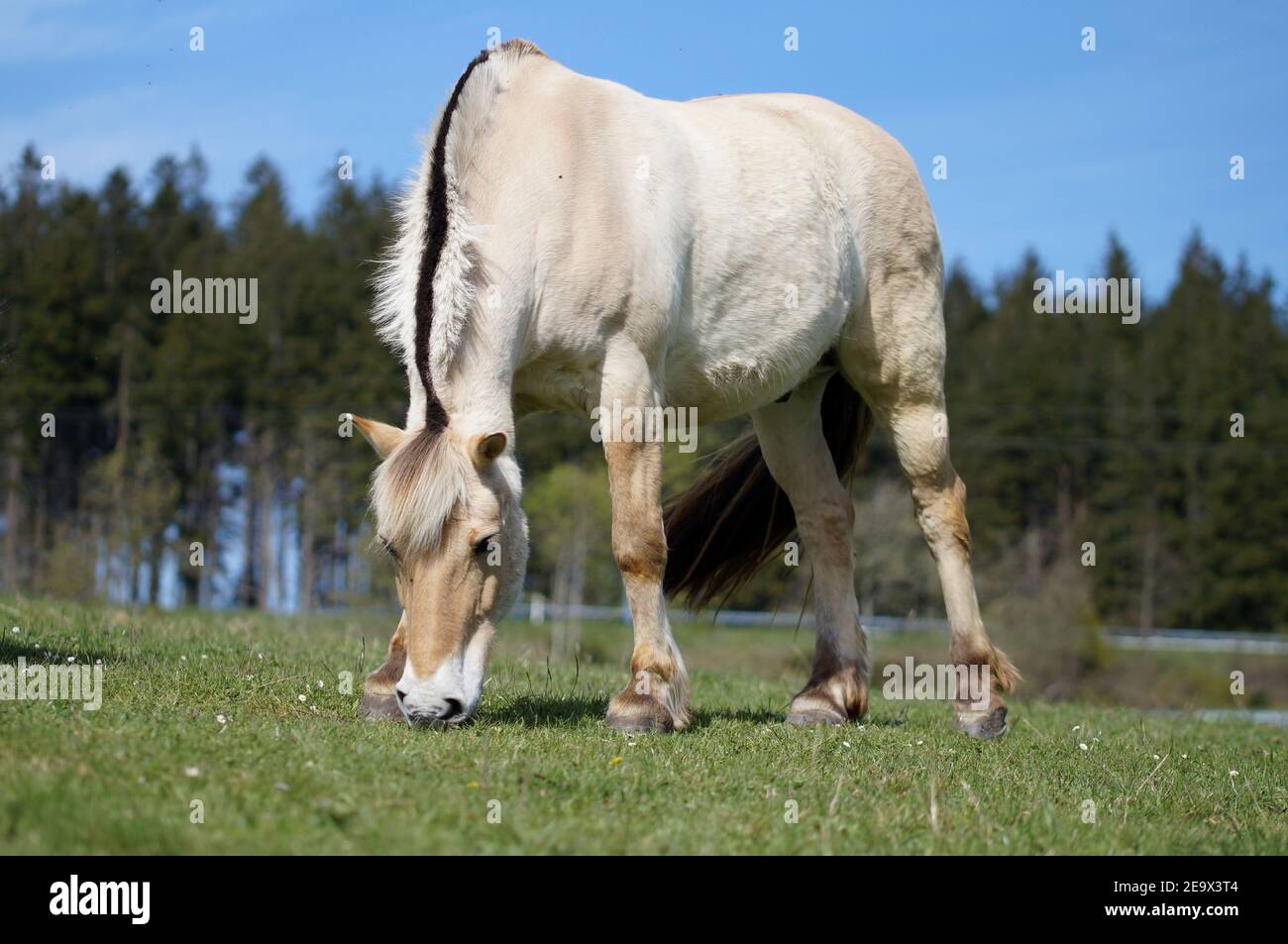Cheval sur le fjord norvégien paissant sur la prairie, vue à angle bas avec ciel bleu en arrière-plan Banque D'Images