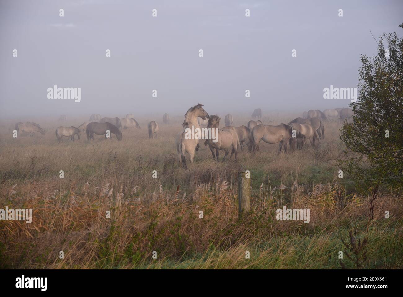 Konik Ponies (Equus Ferus caballus) Banque D'Images