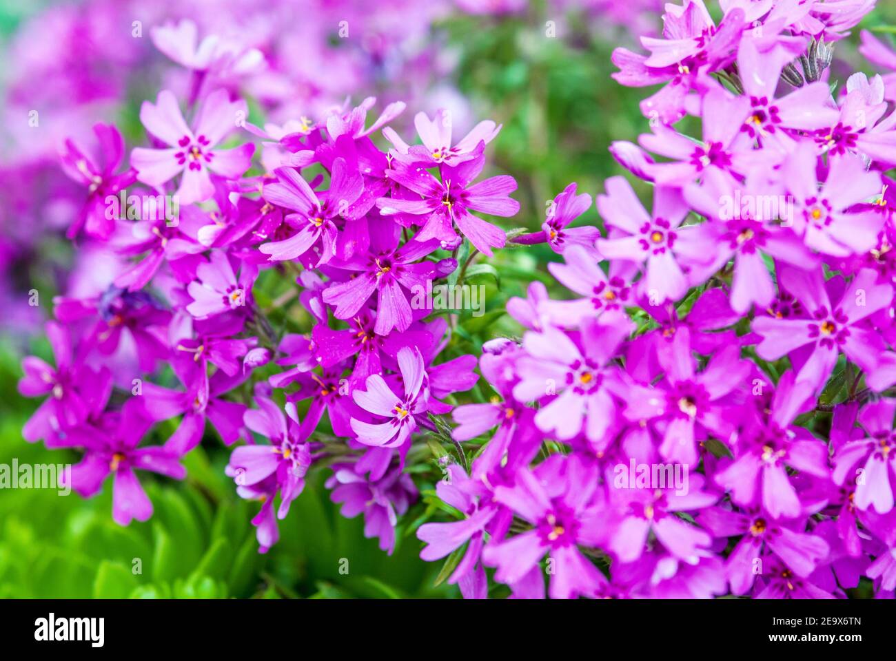Gros plan de fleurs de phlox de mousse rose (rose moulu, rose mousse) Banque D'Images