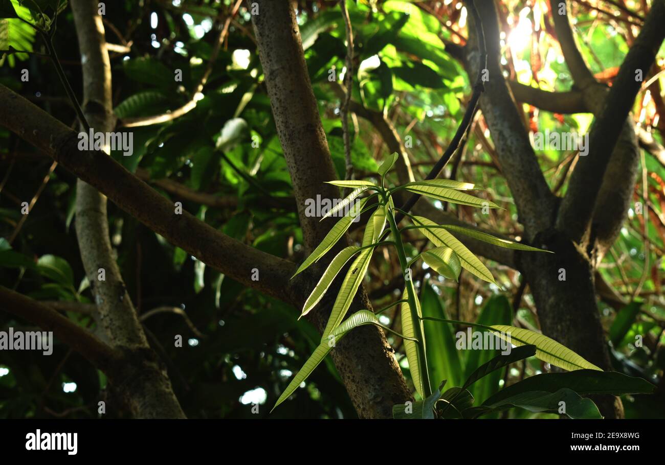 jeune croissance de feuilles de mangue du tronc dans le jardin Banque D'Images