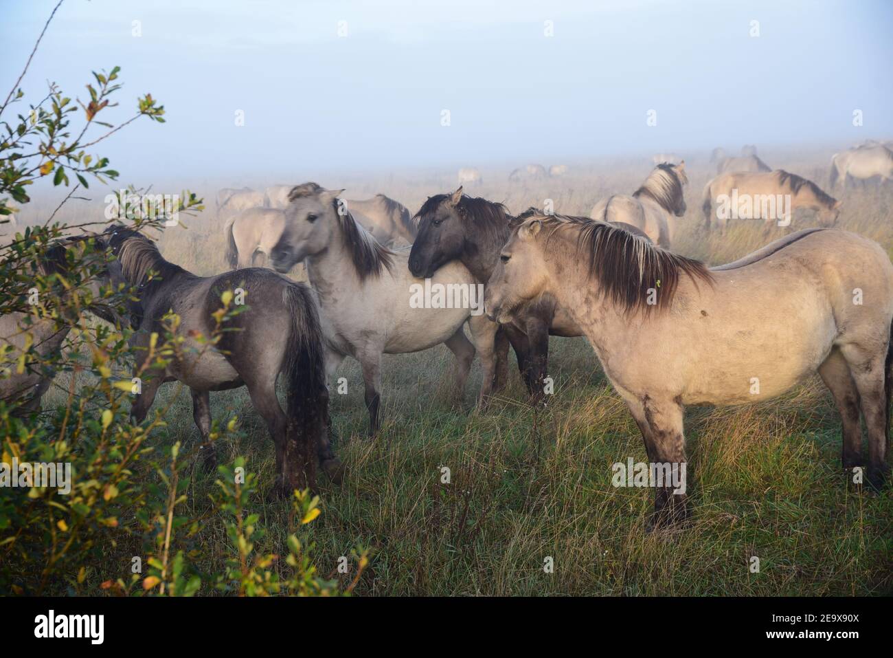 Konik Ponies (Equus Ferus caballus) Banque D'Images