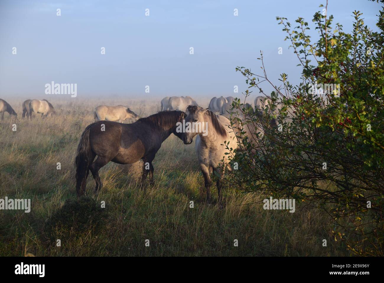 Konik Ponies (Equus Ferus caballus) Banque D'Images