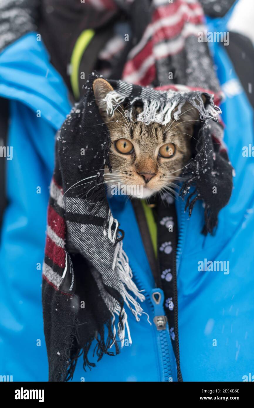 tabby chat regardant de dessous la veste de garçon dans la neige de fologie jour Banque D'Images