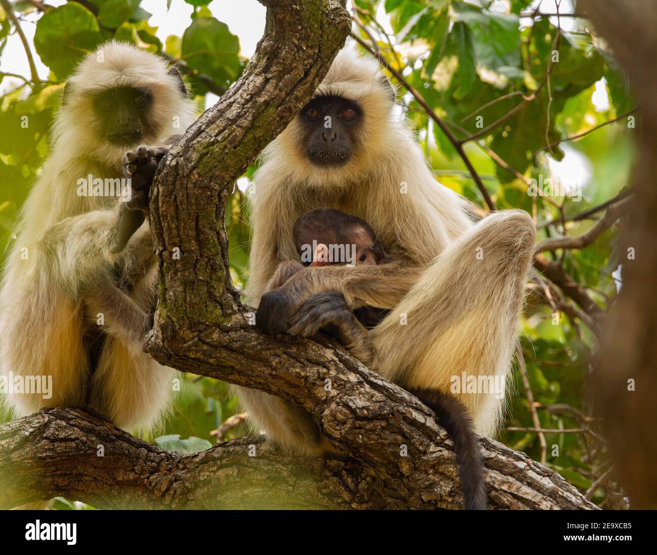 Gray Langur (Semnopithecus entellus), Hanuman Langer Banque D'Images
